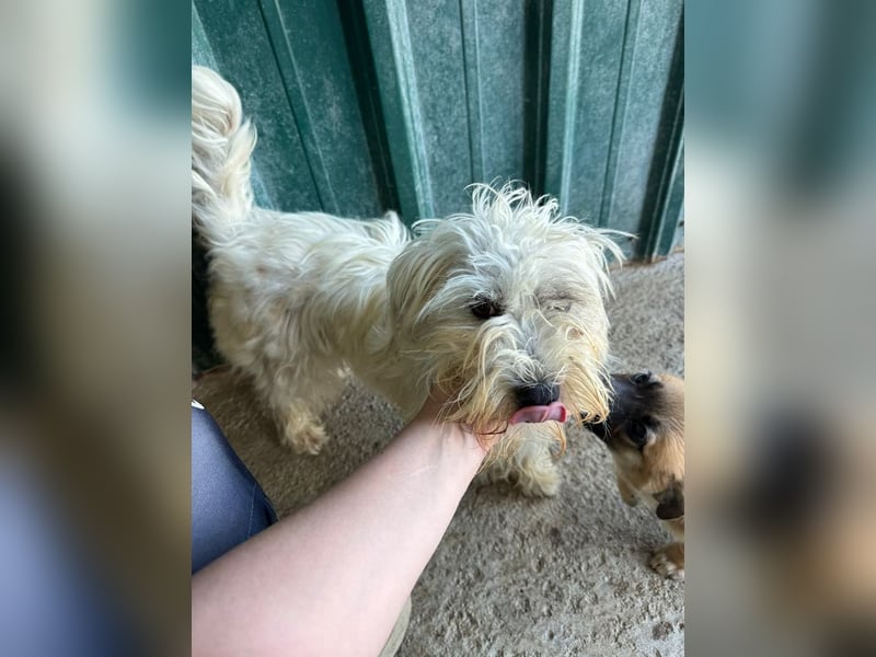 ♥DORI♥ ab 4. Sep auf Pflegestelle bei Köln - süße, ganz liebe und sanfte Hündin 33 cm
