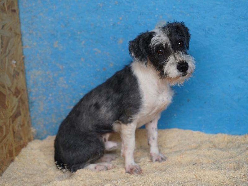 ♥OREO♥ neu auf Pflegestelle bei Köln - süßer, total freundlicher und aufgeschlossener Rüde 28cm