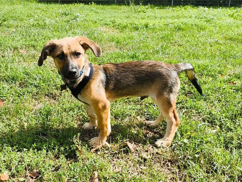 ♥JANNIS♥ auf Pflegestelle bei Köln - zuckersüßer, verspielter Welpe 29 cm (wachsend)
