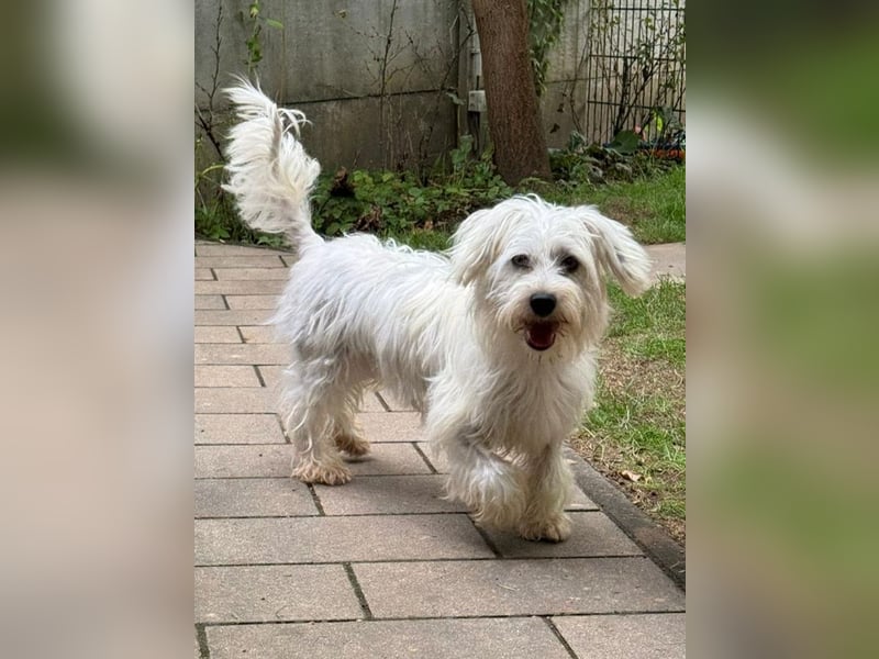 ♥DORI♥ auf Pflegestelle bei Köln - süße, ausgesprochen liebe und menschenbezogene Hündin 36cm