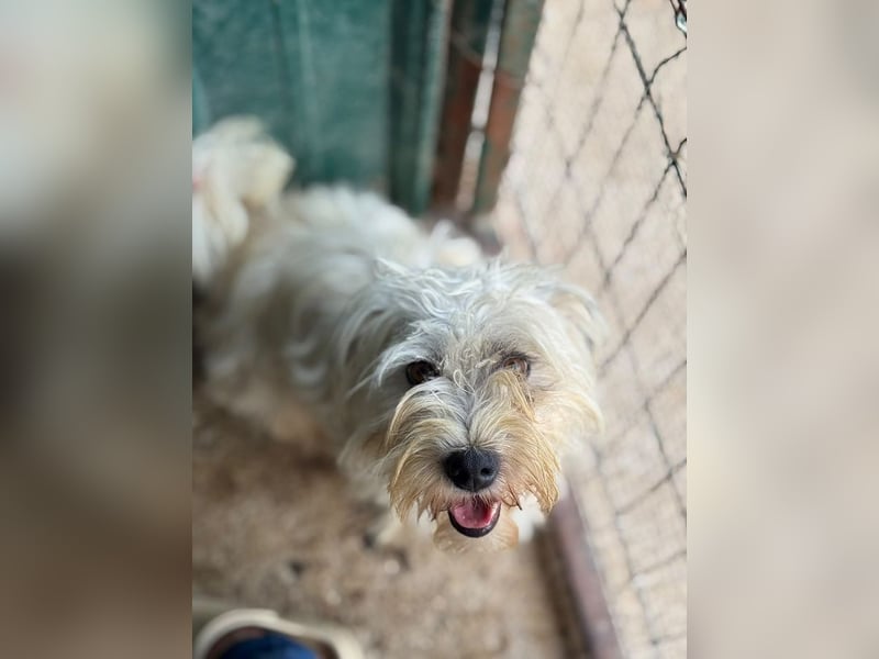 ♥DORI♥ ab 4. Sep auf Pflegestelle bei Köln - süße, ganz liebe und sanfte Hündin 33 cm