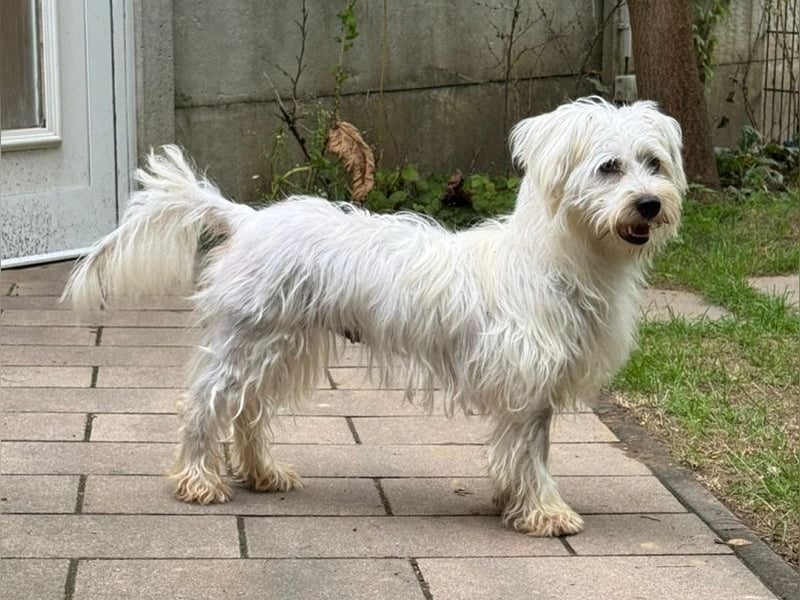♥DORI♥ auf Pflegestelle bei Köln - süße, ganz liebe und menschenbezogene Hündin 36 cm
