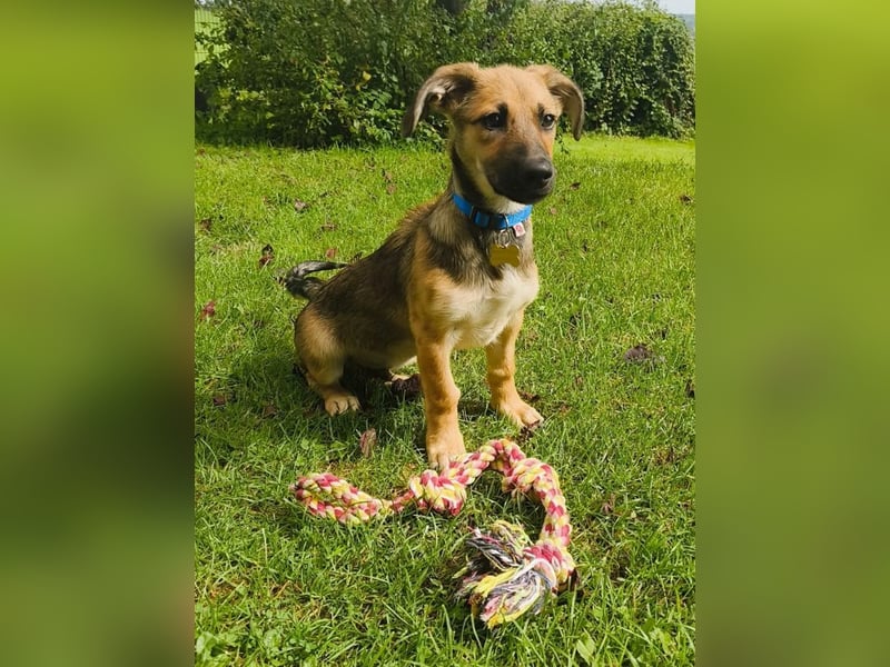 ♥JANNIS♥ auf Pflegestelle bei Köln - zuckersüßer, verspielter Welpe 29 cm (wachsend)