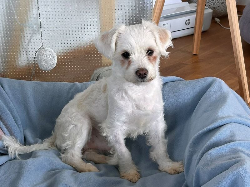 ♥EMILIO♥ neu auf Pflegestelle in Köln - süßer, menschenbezogener, zutraulicher kleiner Rüde 34 cm