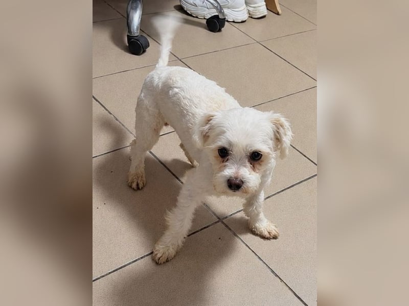 ♥EMILIO♥ab 24.Okt auf Pflegestelle bei Köln-süßer, menschenbezogener, zutraulicher kleiner Rüde 30cm