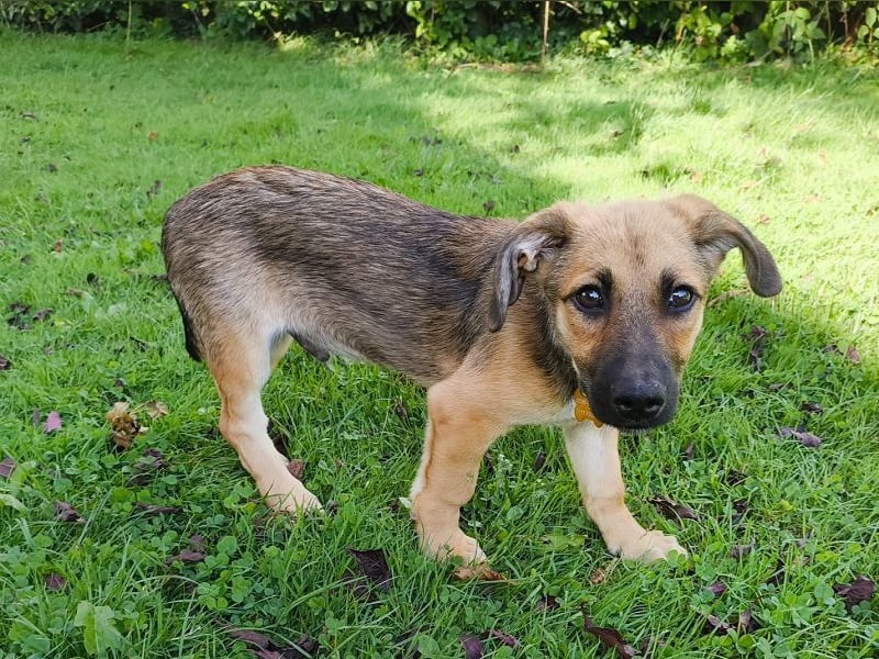 ♥JANNIS♥ auf Pflegestelle bei Köln - zuckersüßer, verspielter Welpe 29 cm (wachsend)