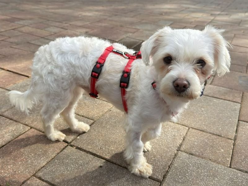 ♥EMILIO♥ neu auf Pflegestelle in Köln - süßer, menschenbezogener, zutraulicher kleiner Rüde 34 cm