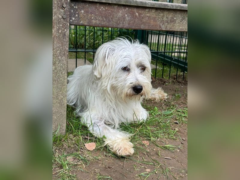 ♥DORI♥ auf Pflegestelle bei Köln - süße, ganz liebe und menschenbezogene Hündin 36 cm