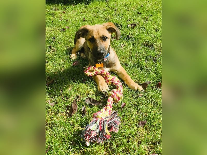 ♥JANNIS♥ auf Pflegestelle bei Köln - zuckersüßer, verspielter Welpe 29 cm (wachsend)