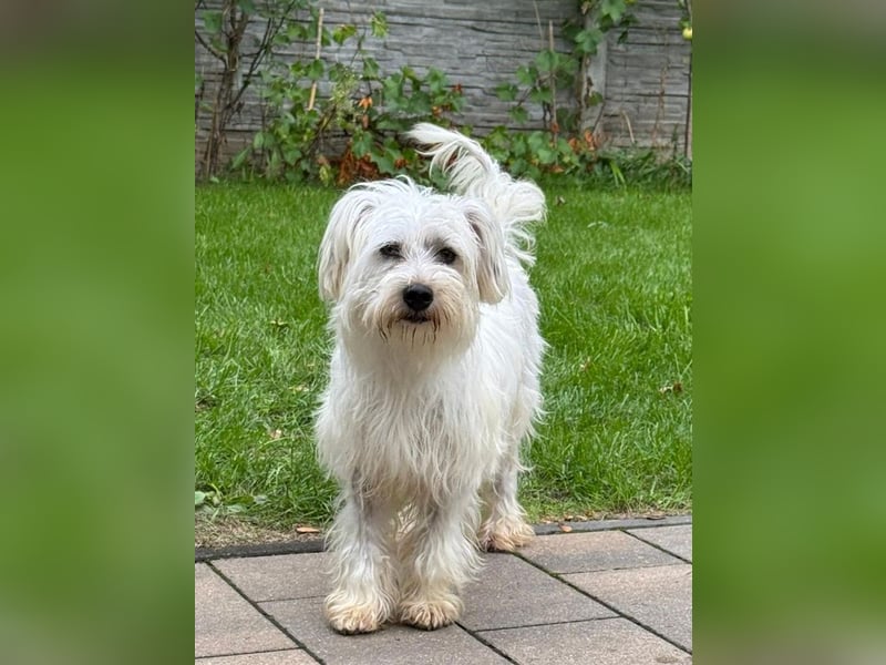 ♥DORI♥ auf Pflegestelle bei Köln - süße, ganz liebe und menschenbezogene Hündin 36 cm