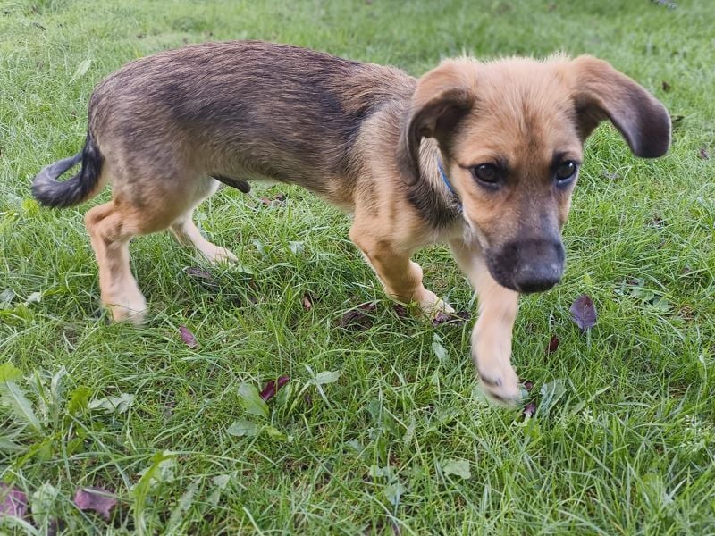 ♥JANNIS♥ auf Pflegestelle bei Köln - zuckersüßer, verspielter Welpe 29 cm (wachsend)