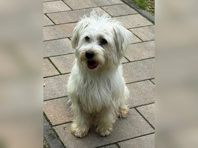 ♥DORI♥ auf Pflegestelle bei Köln - süße, ausgesprochen liebe und menschenbezogene Hündin 36cm