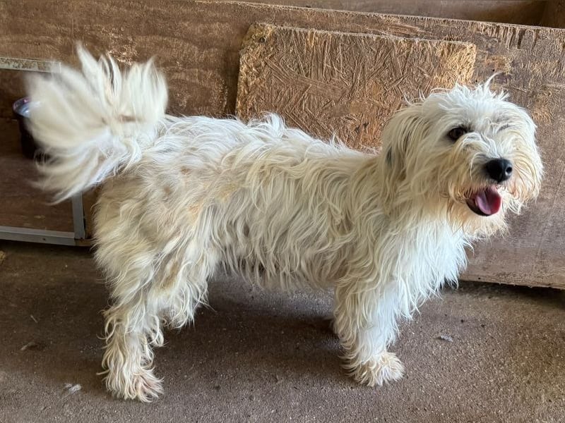 ♥DORI♥ ab 4. Sep auf Pflegestelle bei Köln - süße, ganz liebe und sanfte Hündin 33 cm