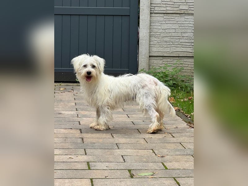 ♥DORI♥ auf Pflegestelle bei Köln - süße, ganz liebe und menschenbezogene Hündin 36 cm