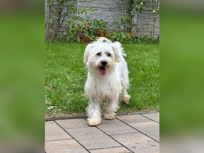 ♥DORI♥ auf Pflegestelle bei Köln - süße, ausgesprochen liebe und menschenbezogene Hündin 36cm