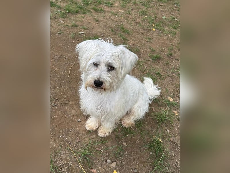 ♥DORI♥ auf Pflegestelle bei Köln - süße, ganz liebe und menschenbezogene Hündin 36 cm