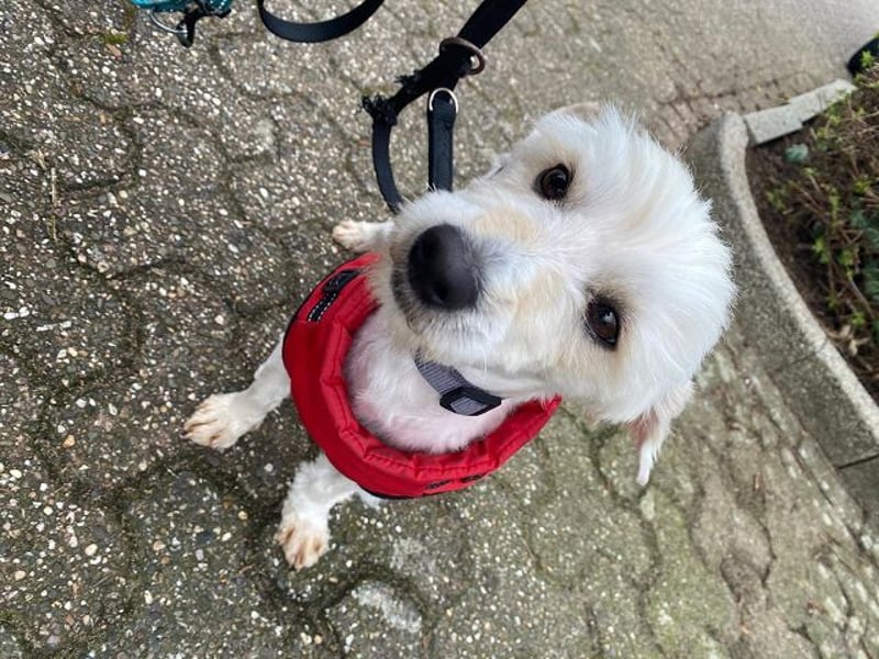 ♥WINFRED♥ neu auf Pflegestelle bei Duisburg - süßer, verschmuster kleiner Rüde 30 cm