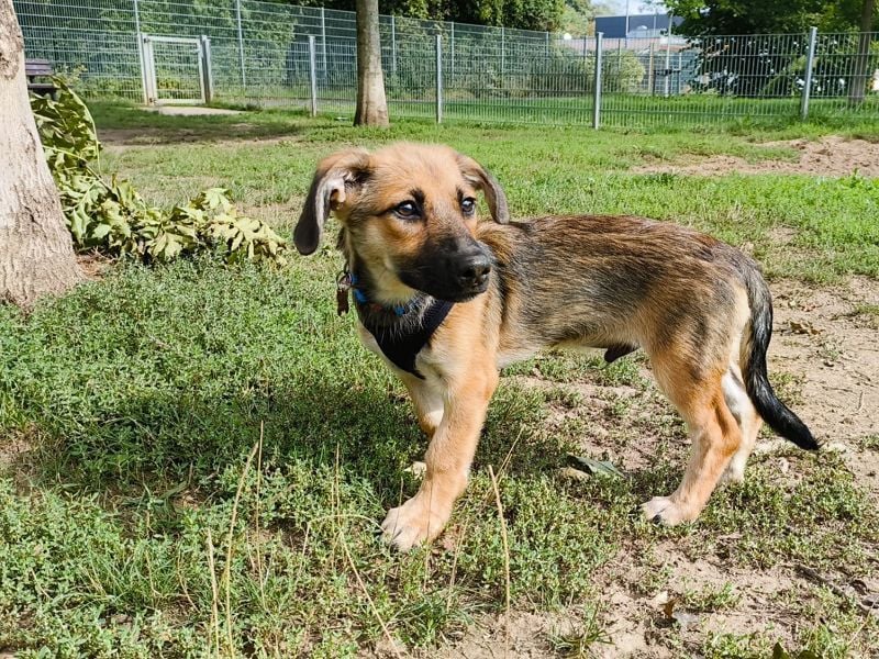 ♥JANNIS♥ auf Pflegestelle bei Köln - zuckersüßer, verspielter Welpe 29 cm (wachsend)