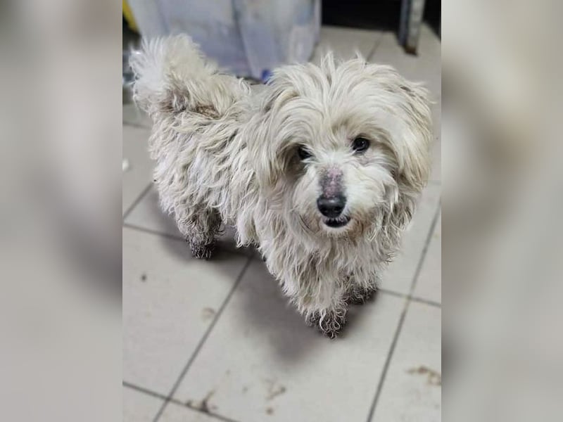 ♥WINFRED♥ neu auf Pflegestelle bei Duisburg - süßer, verschmuster kleiner Rüde 30 cm