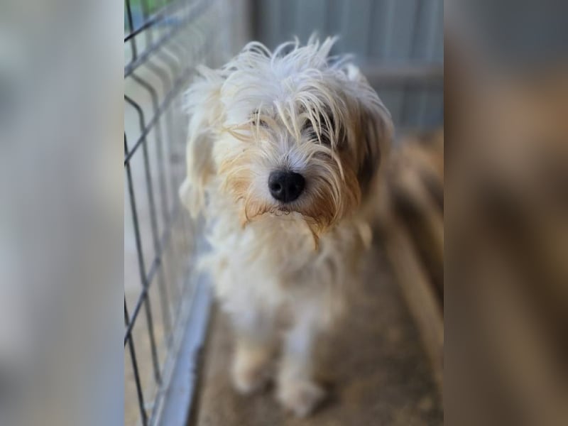♥DORI♥ ab 4. Sep auf Pflegestelle bei Köln - süße, ganz liebe und sanfte Hündin 33 cm