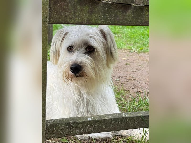 ♥DORI♥ auf Pflegestelle bei Köln - süße, ganz liebe und menschenbezogene Hündin 36 cm