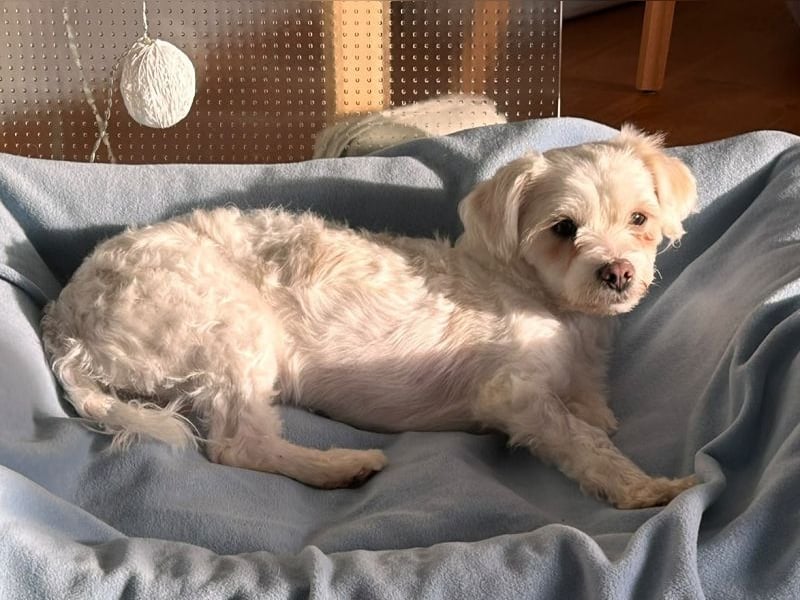 ♥EMILIO♥ neu auf Pflegestelle in Köln - süßer, menschenbezogener, zutraulicher kleiner Rüde 34 cm