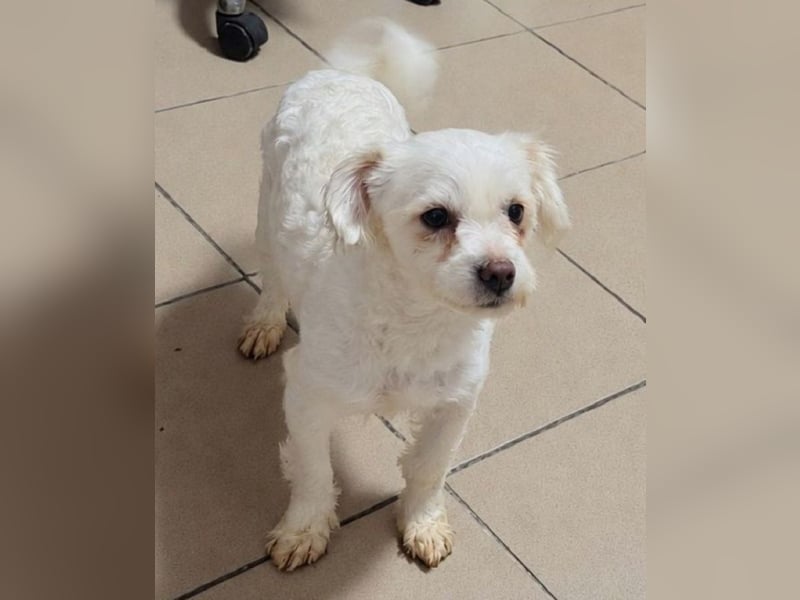 ♥EMILIO♥ab 24.Okt auf Pflegestelle bei Köln-süßer, menschenbezogener, zutraulicher kleiner Rüde 30cm
