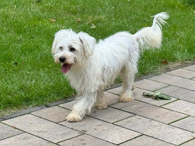 ♥DORI♥ auf Pflegestelle bei Köln - süße, ausgesprochen liebe und menschenbezogene Hündin 36cm
