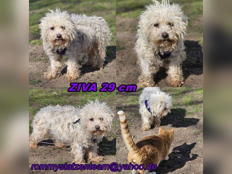 Ziva ist an Zuwendung nicht gewöhnt