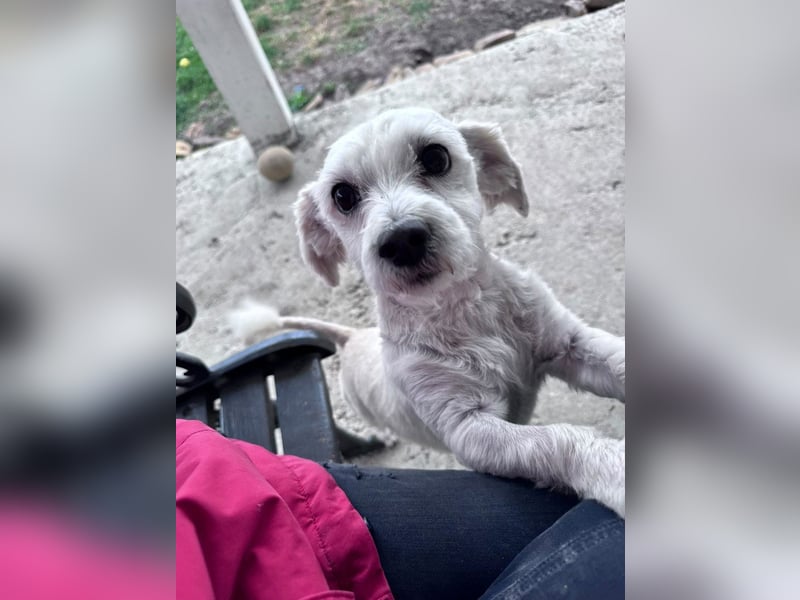 Balu - süßer, lustiger Bichon-Mischling sucht seine Familie
