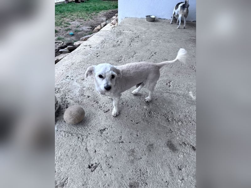 Balu - süßer, lustiger Bichon-Mischling sucht seine Familie