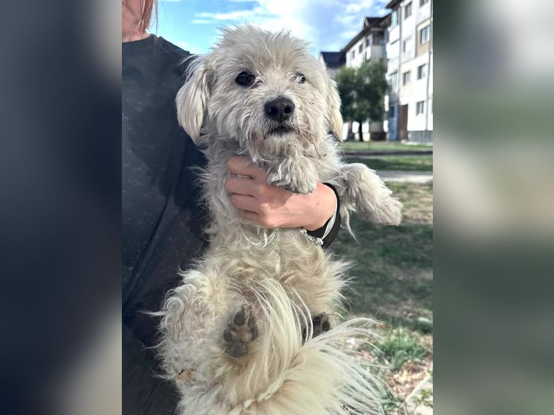 Balu - süßer, lustiger Bichon-Mischling sucht seine Familie