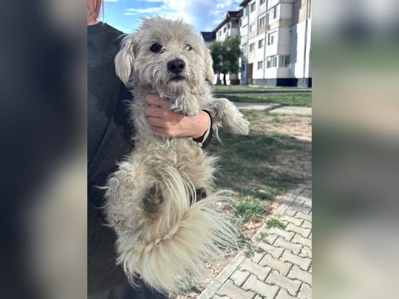 Balu - süßer, lustiger Bichon-Mischling sucht seine Familie