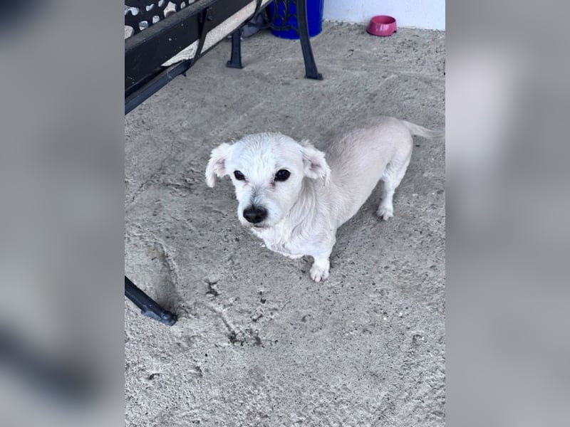 Balu - süßer, lustiger Bichon-Mischling sucht seine Familie