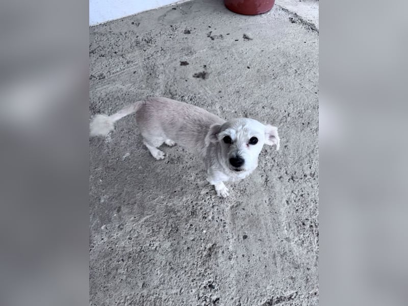 Balu - süßer, lustiger Bichon-Mischling sucht seine Familie