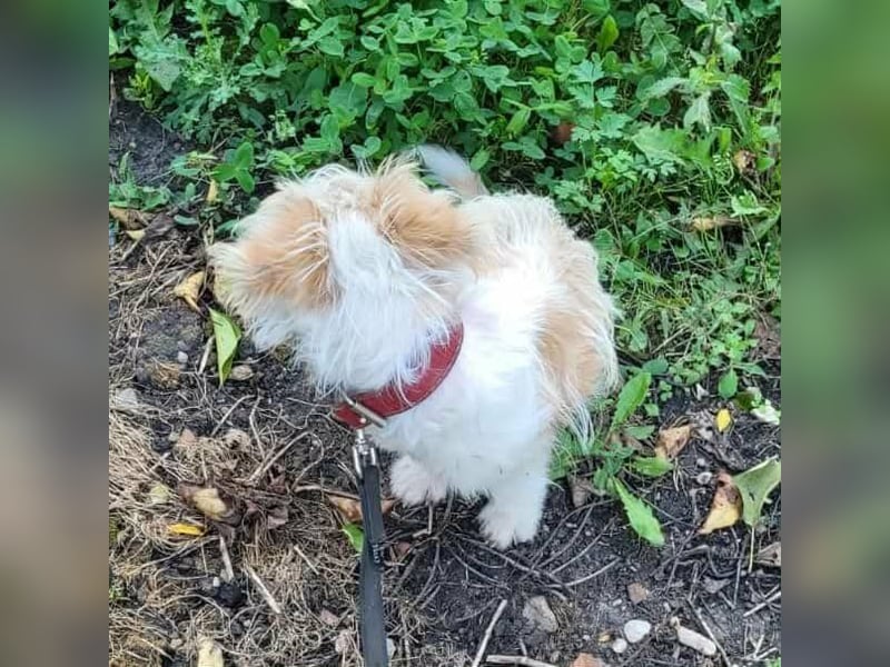 PomPom - Gefunden auf der Straße
