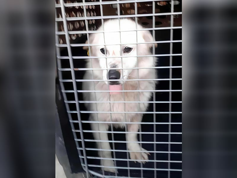 KJELL - Gerettet aus Horror Tötung Slatina, Ostern'22