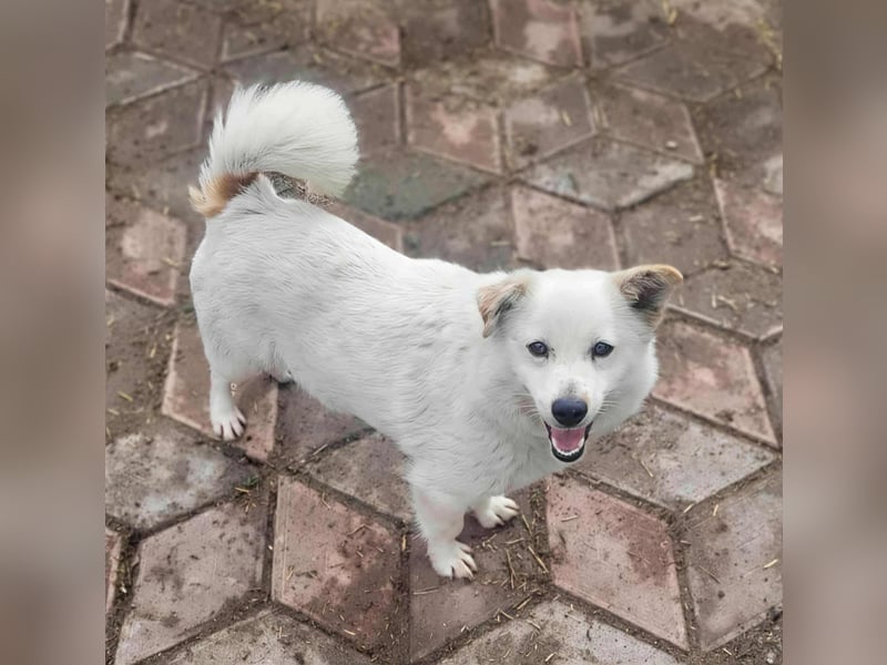 KJELL - gerettet aus Horror Tötung Slatina, Ostern'22