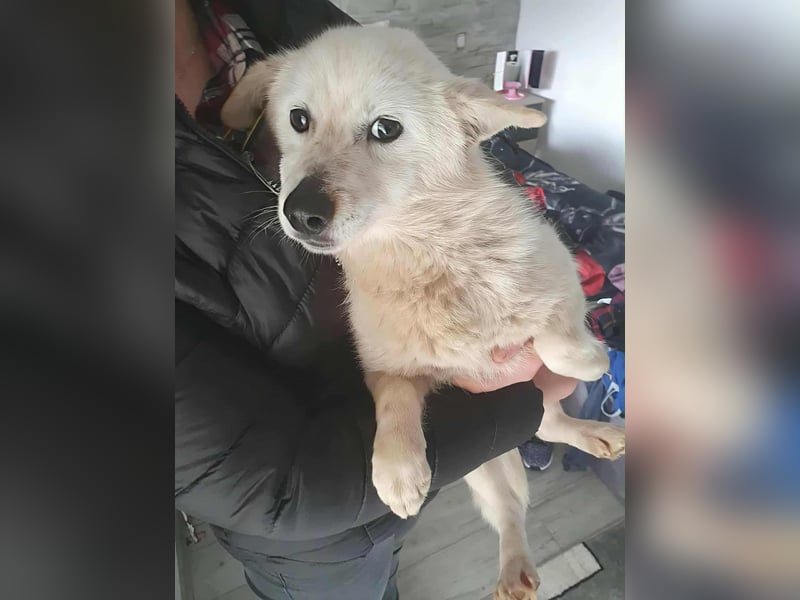 KJELL - gerettet aus Horror Tötung Slatina, Ostern'22 KJELL - gerettet aus Horror Tötung Slatina, Ostern'22