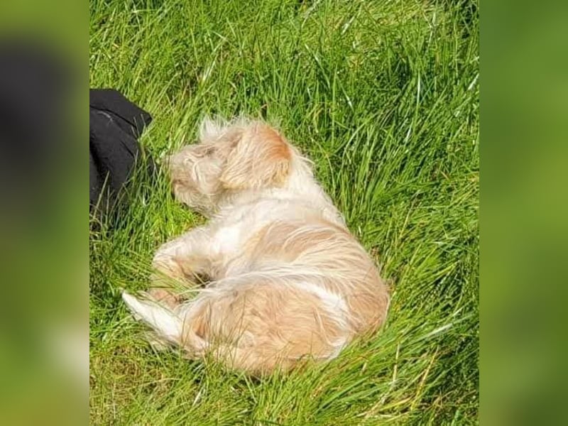 PomPom - Gefunden auf der Straße Rumäniens