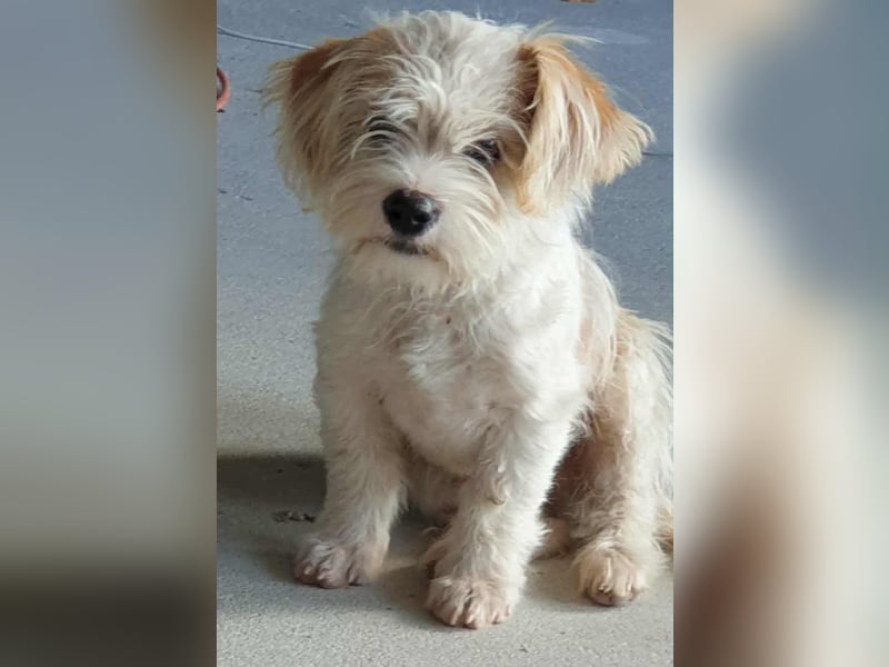 PomPom - Gefunden auf der Straße