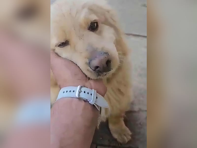 BUDUSEL ♥ - Befreit von der Kette