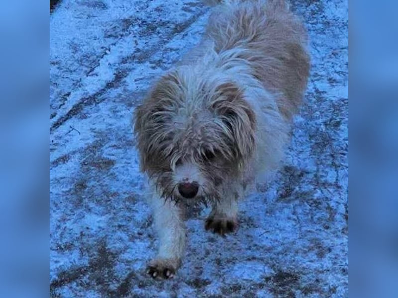 PomPom - Gefunden auf der Straße