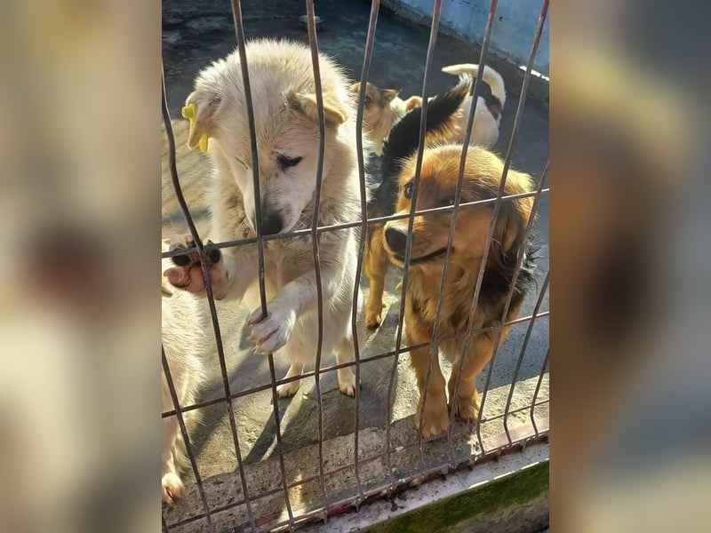 KJELL - gerettet aus Horror Tötung Slatina, Ostern'22 KJELL - gerettet aus Horror Tötung Slatina, Ostern'22