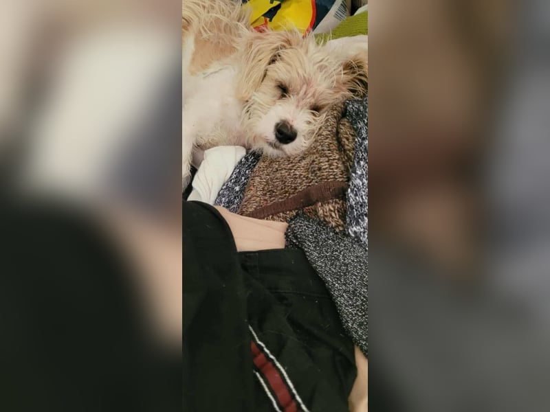 PomPom - Gefunden auf der Straße