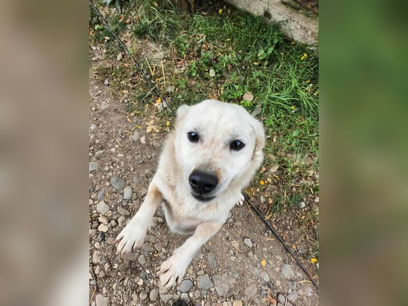 KJELL - Gerettet aus Horror Tötung Slatina, Ostern'22