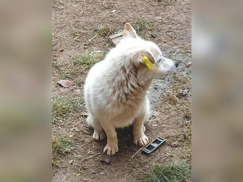 KJELL - gerettet aus Horror Tötung Slatina, Ostern'22