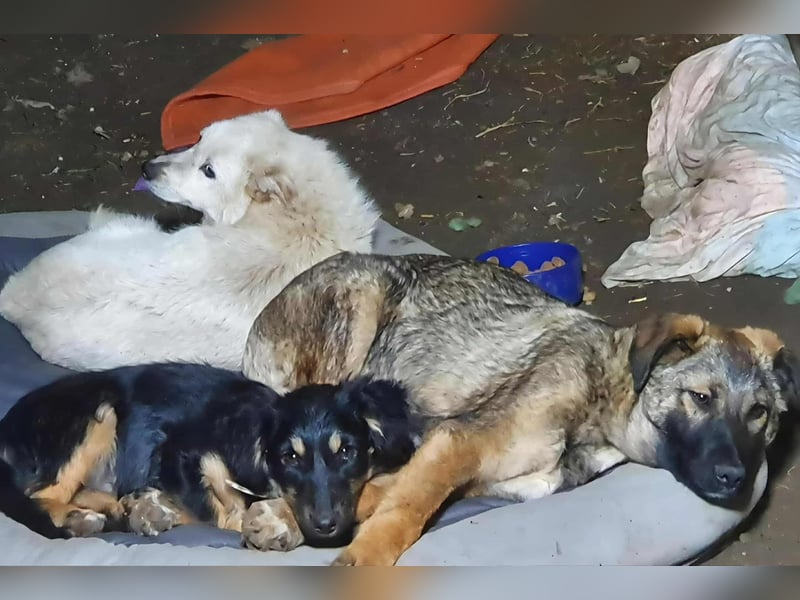 KJELL - gerettet aus Horror Tötung Slatina, Ostern'22 KJELL - gerettet aus Horror Tötung Slatina, Ostern'22