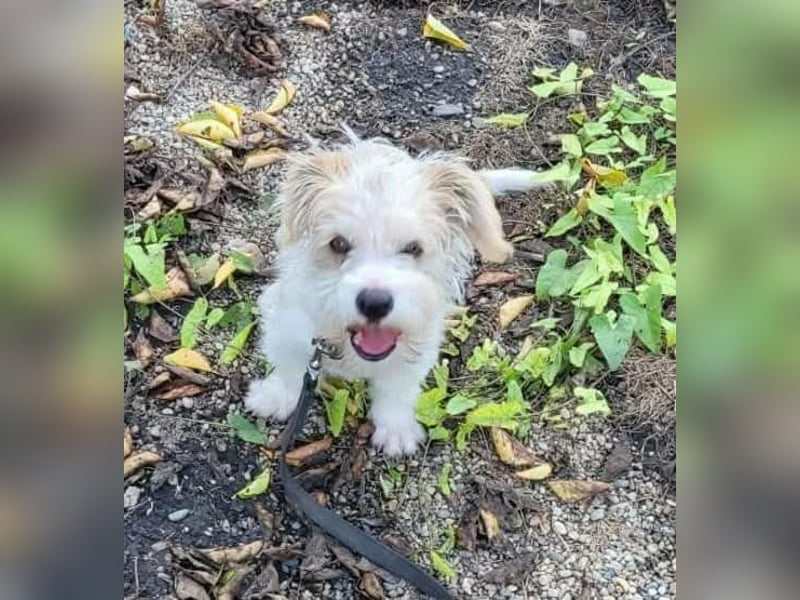 PomPom - Gefunden auf der Straße