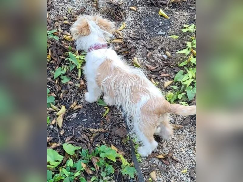 PomPom - Gefunden auf der Straße Rumäniens